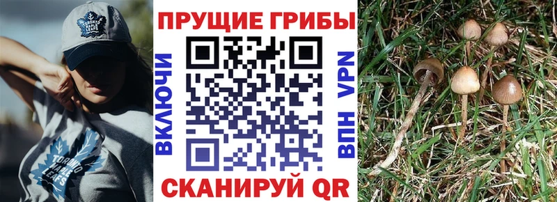 Псилоцибиновые грибы мицелий  магазин    Ряжск 